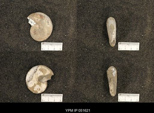 Hoploscaphites nicolletii