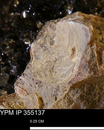Bivalvia