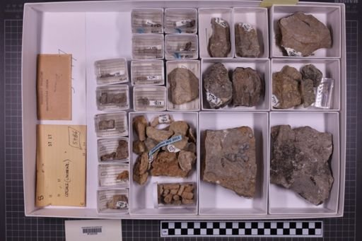 mixed taxa, stratigraphic collection