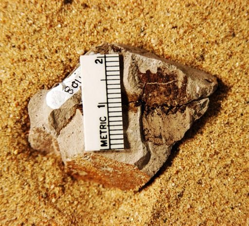Equisetites fertilis