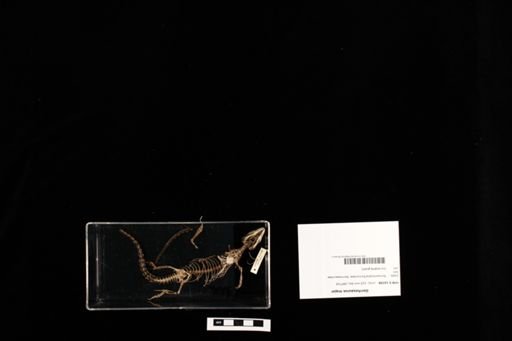 Gerrhosaurus major