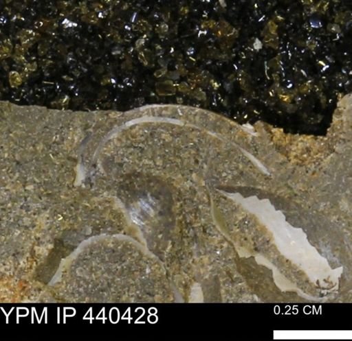 Protocardia subquadrata