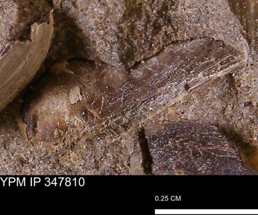 undet. Bivalvia
