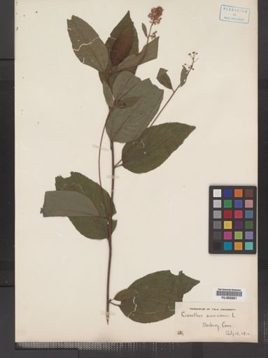 Plantae