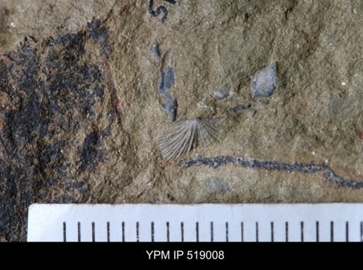 undet. Orthida