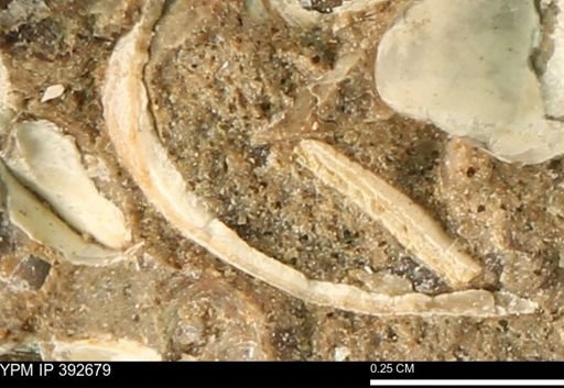Protocardia subquadrata