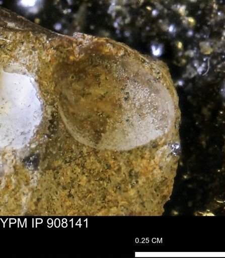 undet. Mollusca