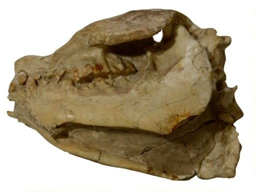 Cyclopidius loganensis