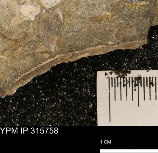 Hoploscaphites nicolletii