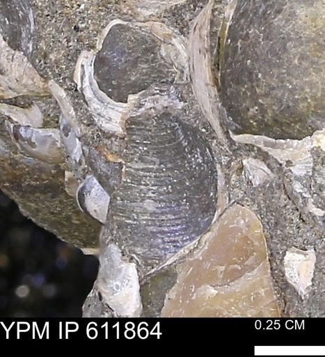 Protocardia sp.
