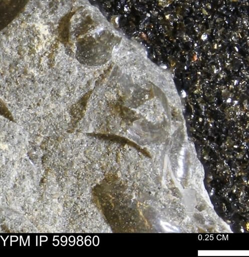 Protocardia subquadrata