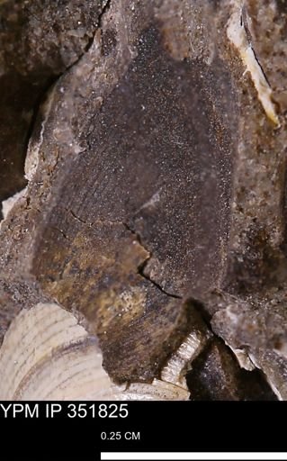 Limopsis striatopunctatus
