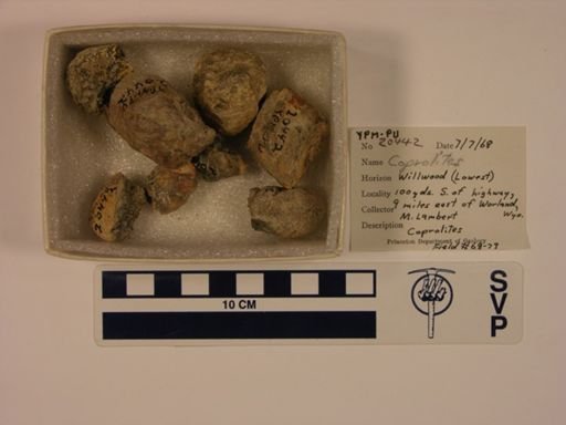 Vertebrata