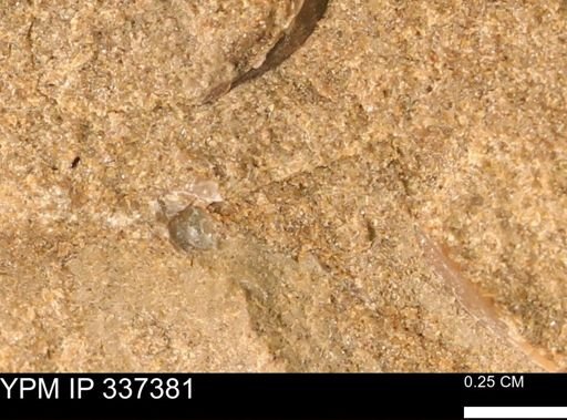 undet. Mollusca
