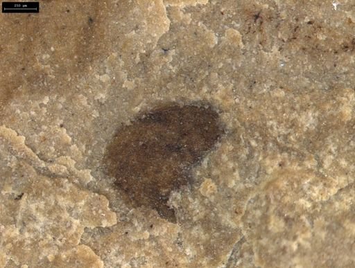 undet. Coleoptera
