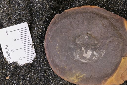 Euproops danae