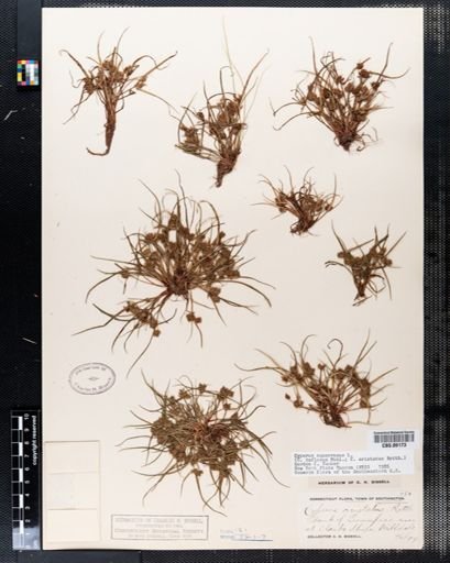 Cyperus squarrosus