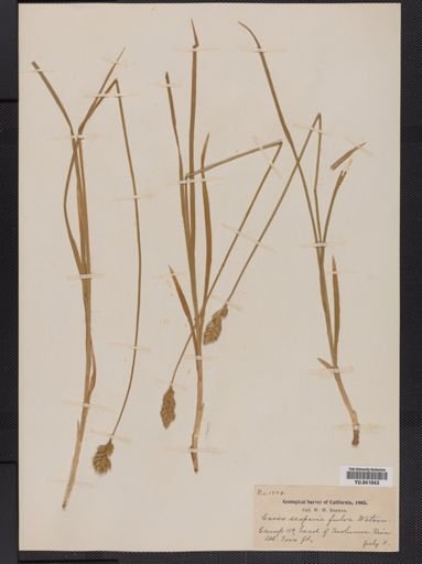 Carex