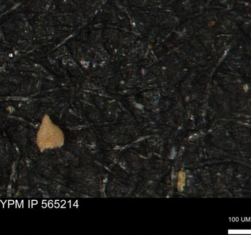 Clathrocyclas (Clathrocyclas) irrasa