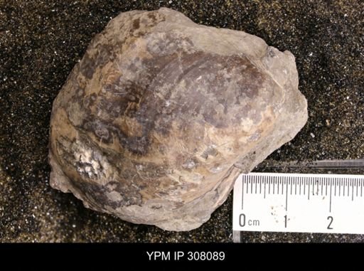 Inoceramus sp.