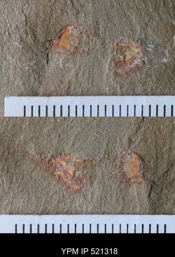 undet. Arthropoda