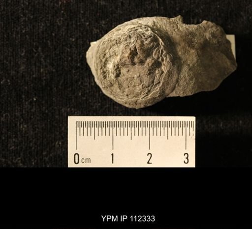 Isorophus cincinnatiensis
