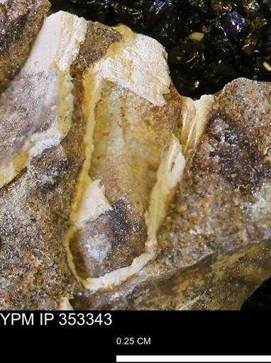 Limopsis striatopunctatus