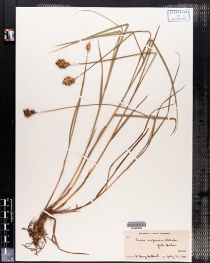 Carex scoparia