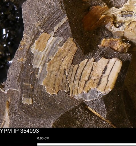 undet. Bivalvia