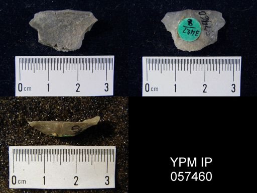 Brachyprion purduei