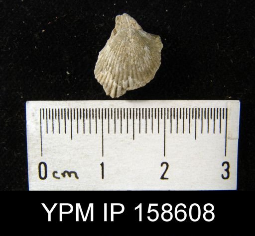 Rhynchotrema prinstana