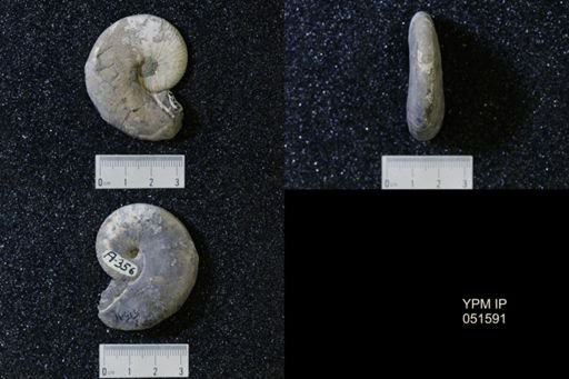 Hoploscaphites nicolletii
