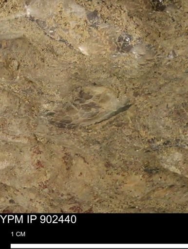 undet. Bivalvia