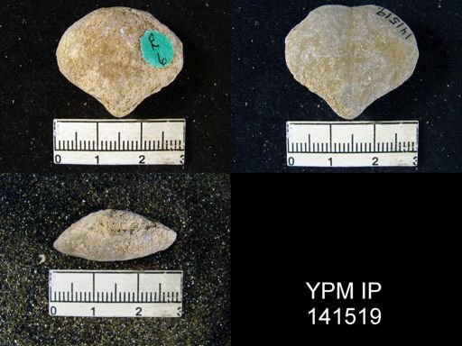 Athyris capillata