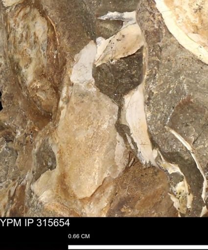 Baculites eliasi