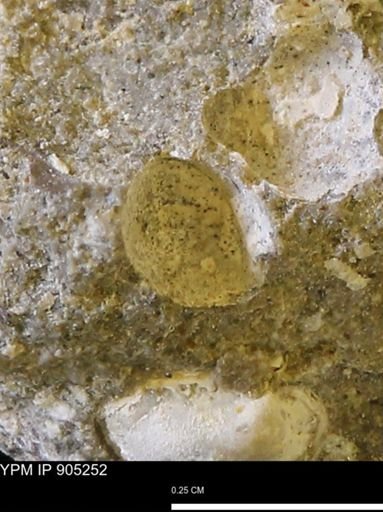 undet. Bivalvia
