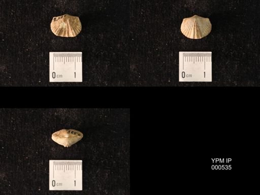 Platystrophia sp.