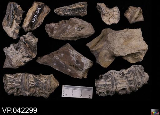 undet. Stratodontidae