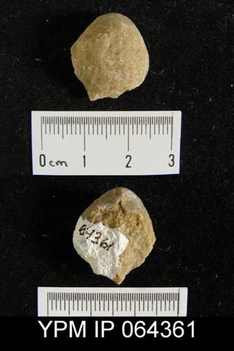 Sieberella roemeri