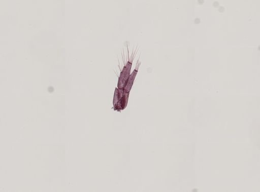 Quadrimaera quadrimana