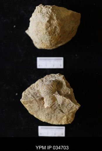 Scaphites hippocrepis