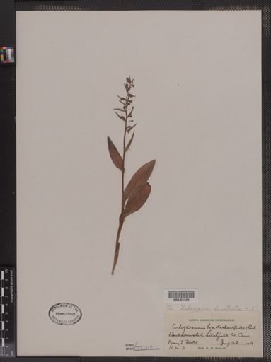 Habenaria bracteata