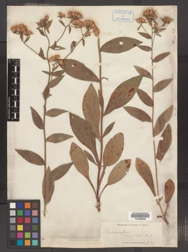Sericocarpus asteroides