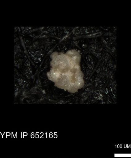 undet. Foraminiferida