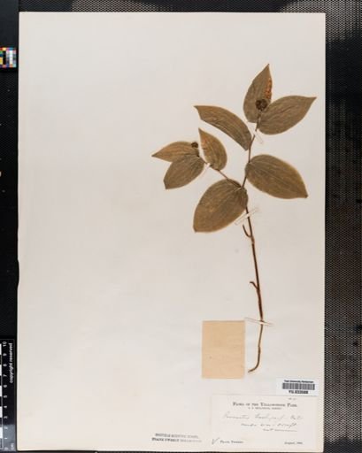 Disporum