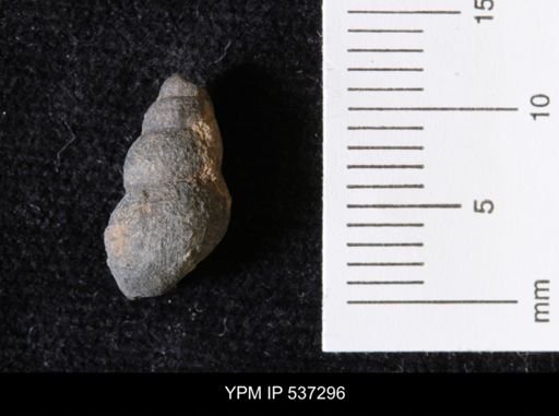 Goniobasis ortmanni