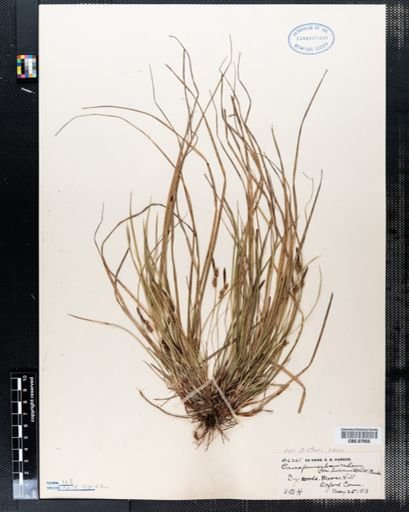 Carex pensylvanica