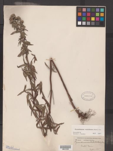 Pycnanthemum verticillatum
