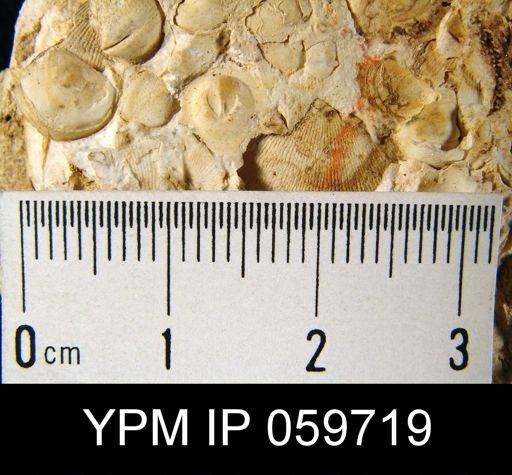 Pholidops sp.