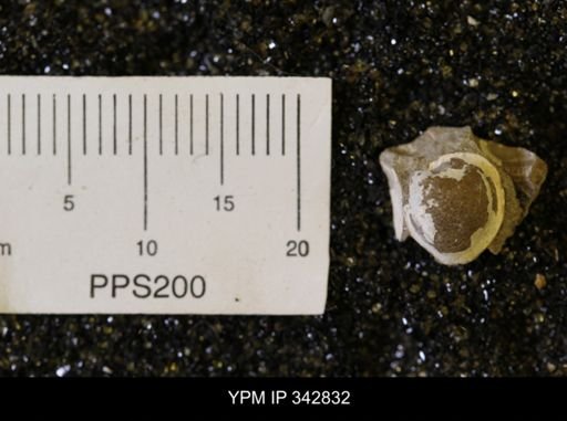 Limopsis striatopunctatus